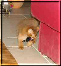 Tanami mit Beute Tanami mit Beute