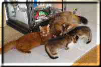 Gedrängel am Futternapf Gedrängel am Futternapf