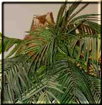 Tanami und die Palme Tanami und die Palme