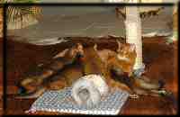 Nuckelpause auf den Trümmern des Kittenkratzbaums Nuckelpause auf den Trümmern des Kittenkratzbaums
