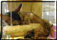 Katzenausstellung in Hamm Katzenausstellung in Hamm