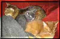 Tanami, Wilma und Pumpkin Tanami, Wilma und Pumpkin