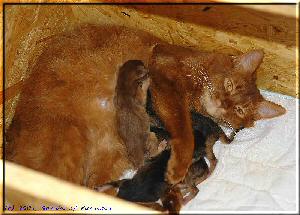 Kissy mit allen Kitten Kissy mit allen Kitten