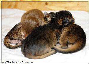Kissy mit sorrelfarbenen und drei wildfarbenen Kitten