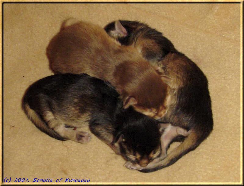 The sorrel coloured female kitten Timba between her ruddy brothers