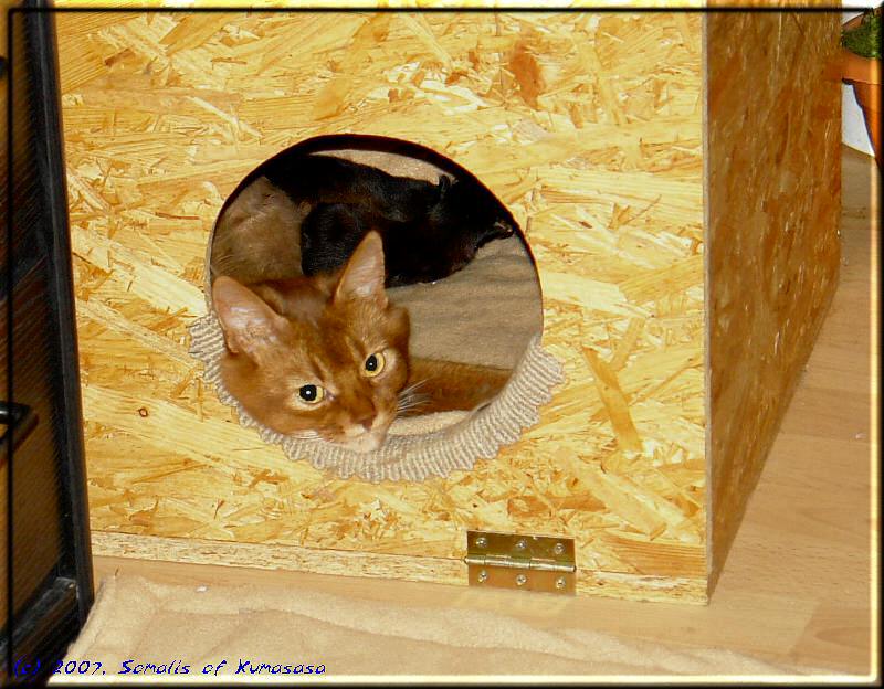 Kissy sentries the birthing box