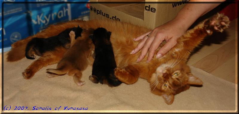 Die glückliche Mama mit ihren drei Kitten
