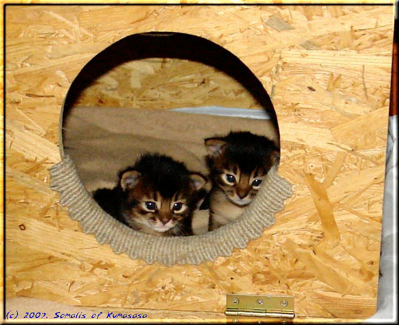 Odaiko and Kazoo after moving back to the birthing box