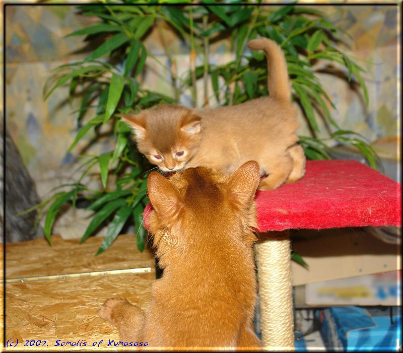 Kissy watches over Timba's first climbing attempts