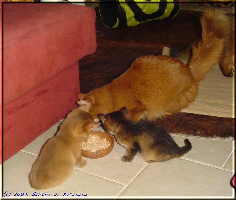 The kittens are eating first food