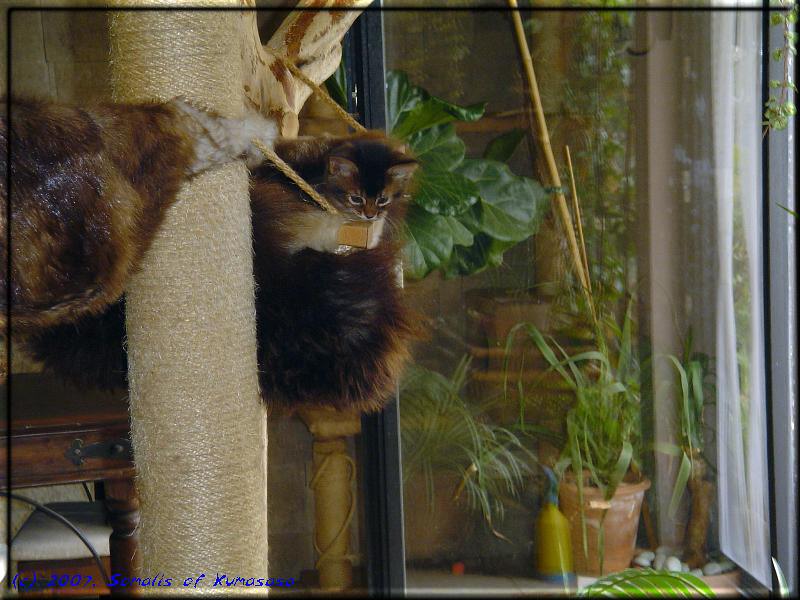 Little Odaiko in big scratching tree