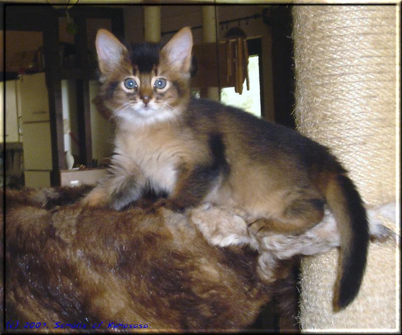 Odaiko in the scratching tree