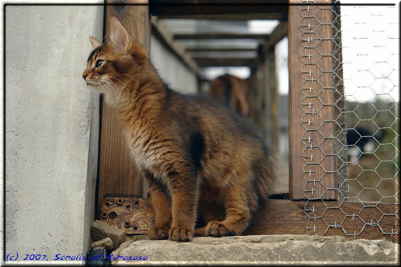 Odaiko explores the new outside enclosure