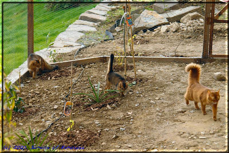 Conan, Odaiko and Kissy in the new outside enclosure