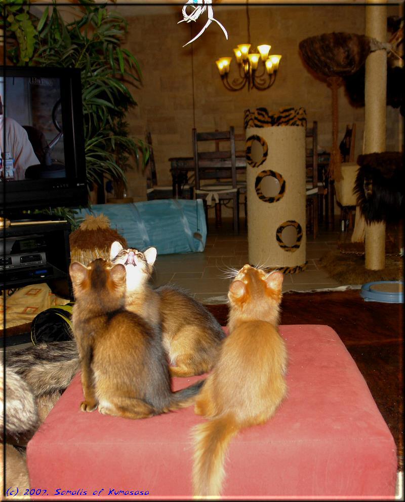 Flying Somali kittens