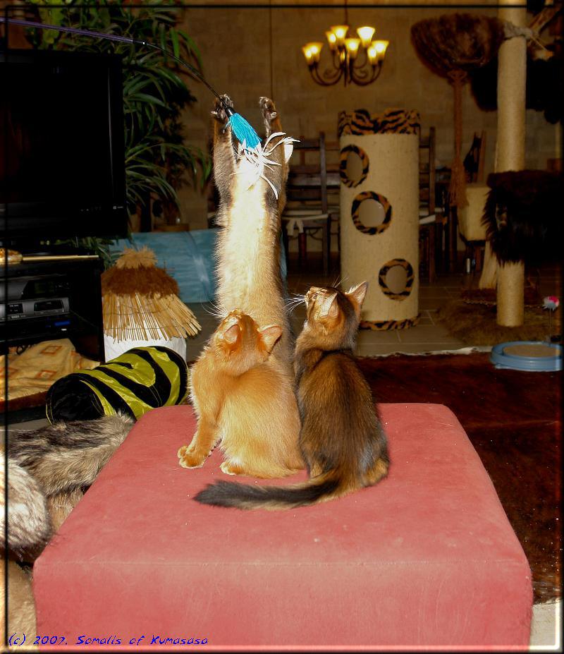 Flying Somali kittens