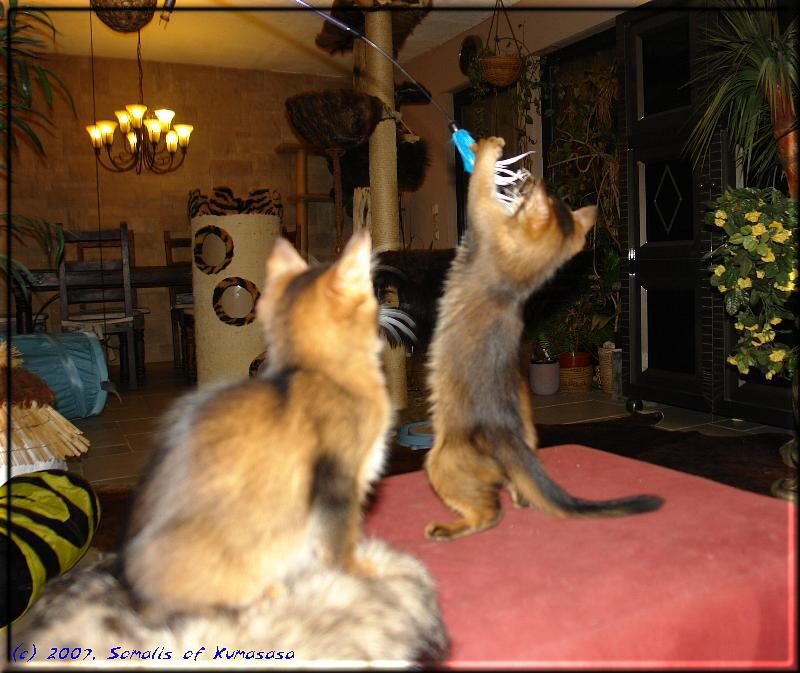 Flying Somali kittens