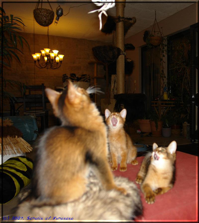 Flying Somali kittens