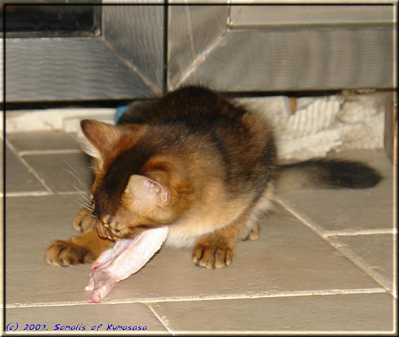 Odaiko is nibbling a raw chicken wing