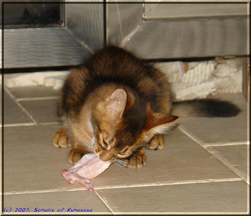 Odaiko is nibbling a raw chicken wing