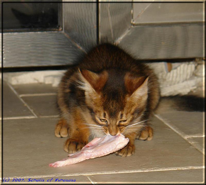 Odaiko is nibbling a raw chicken wing