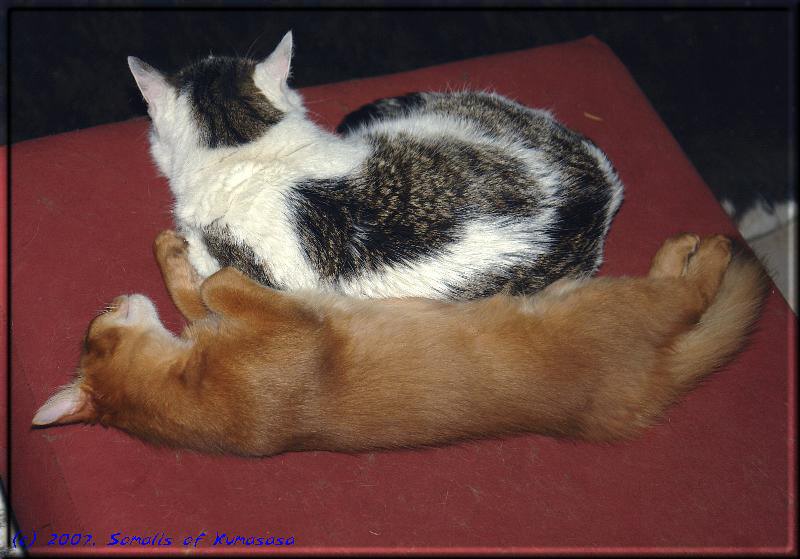 Timba und Hauskatze Mary