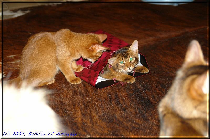 Timba und Odaiko spielen