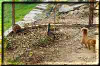 Conan, Odaiko and Kissy in the new outside enclosure