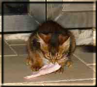 Odaiko is nibbling a raw chicken wing