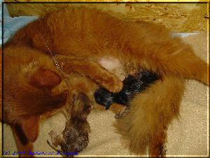 Kissy with the two first-born kittens