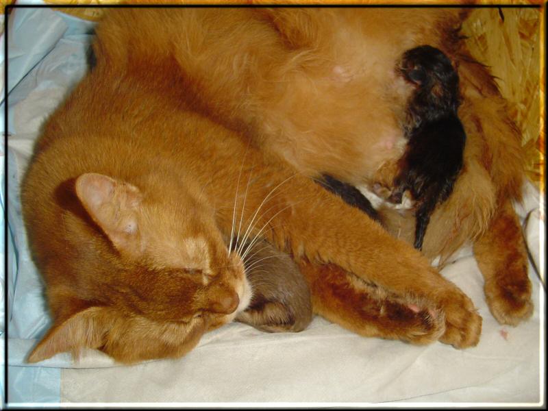 Kissy with her three kittens