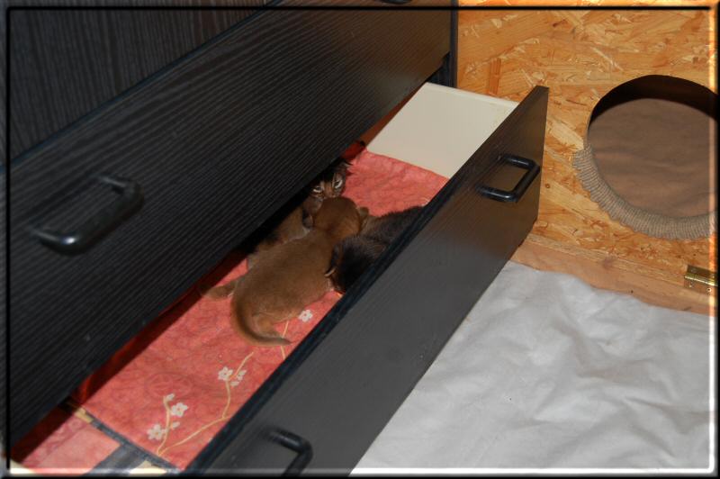 Kittens in the drawer