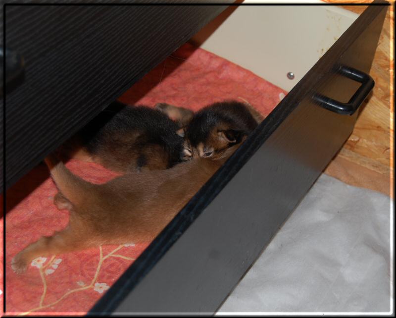 Kittens in the drawer