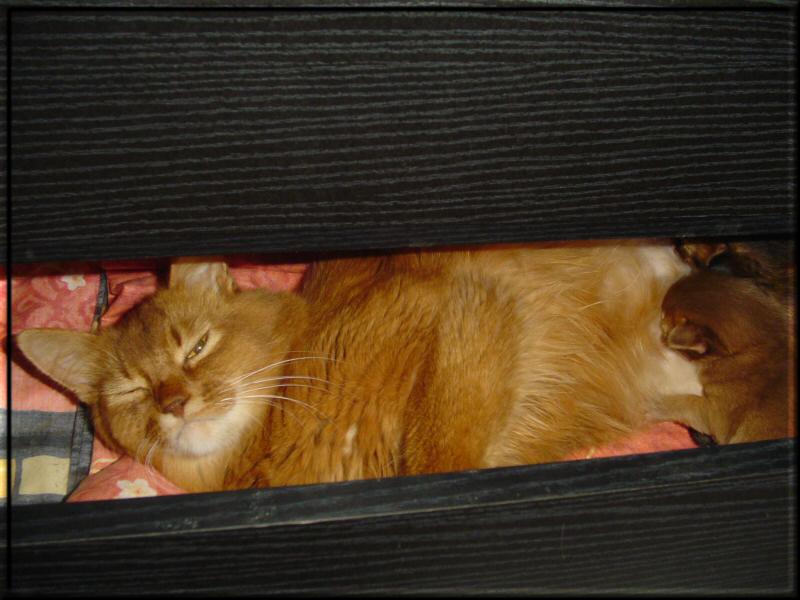 Kissy and her kittens in the drawer