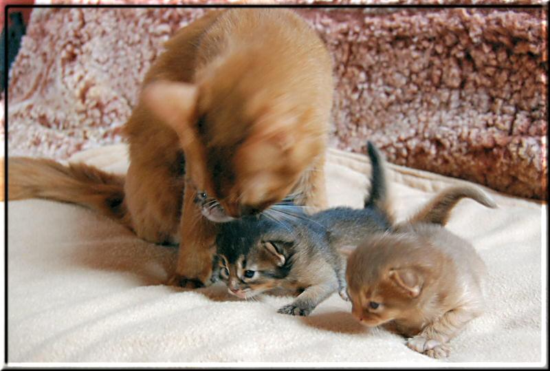 Kissy und ihre drei Kitten