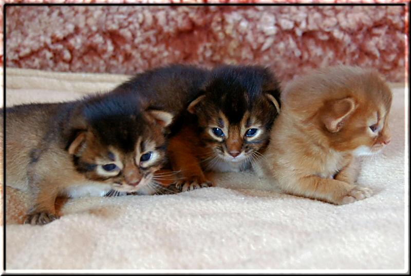 Cayenne, Habanero und Savina