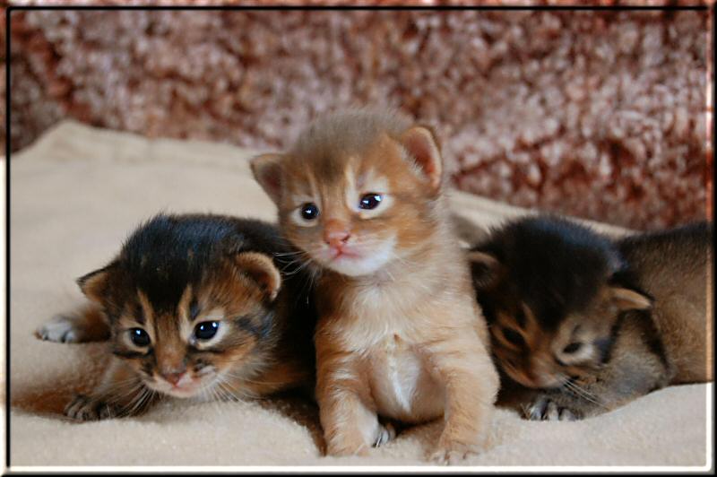 Habanero, Savina und Cayenne