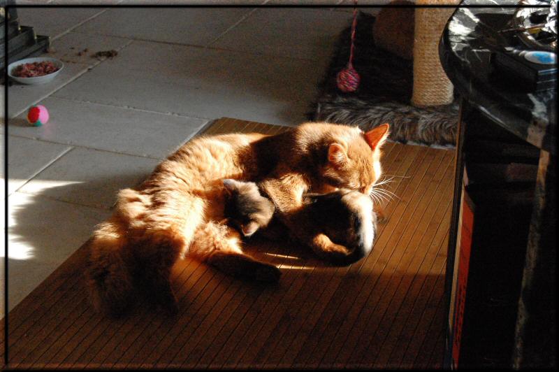 Kissy with her kittens in the morning sun