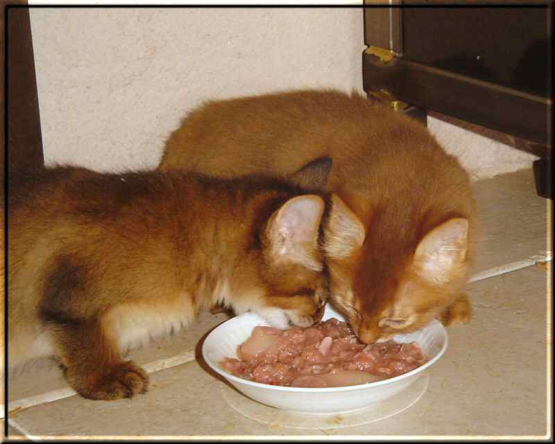 Cayenne and Kissy eating raw meat