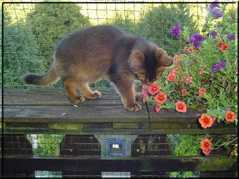 Cayenne on the balcony