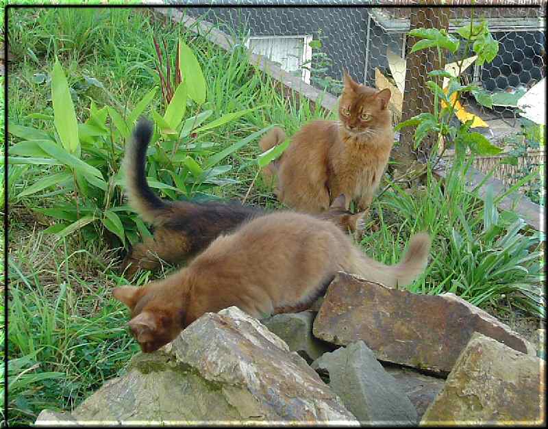 Kissy, Cayenne and Savina in the kennel