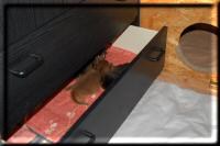 Kitten in der Schublade