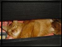 Kissy and her kittens in the drawer