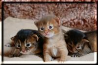 All three Somali kittens