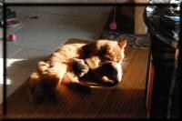 Kissy with her kittens in the morning sun