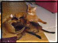 Kissy and her kittens