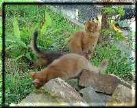 Kissy and her kittens in the enclosure