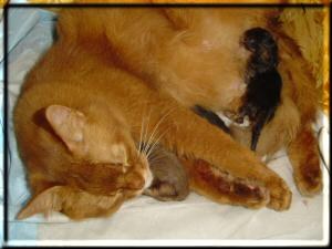 Kissy with the two first-born kittens