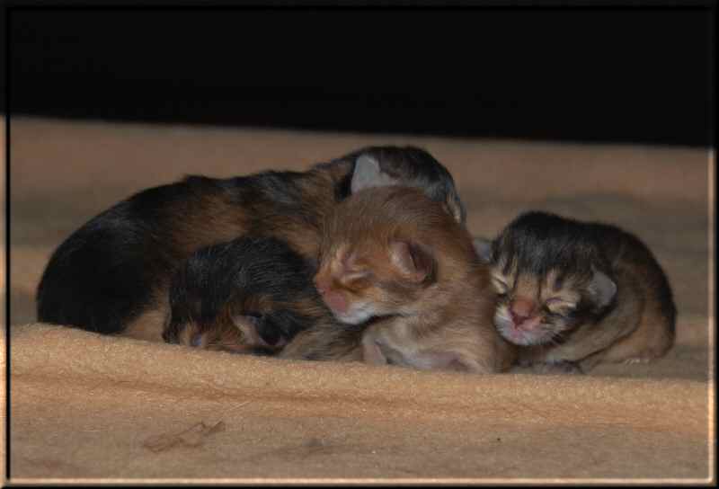 All four kittens