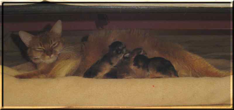 Roma with her four kittens